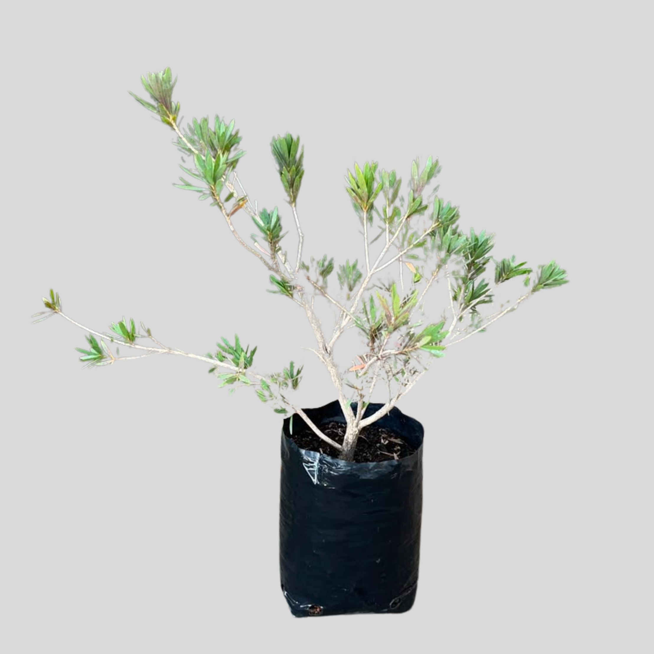 Callistemon LITTLE JOHN 10lt
