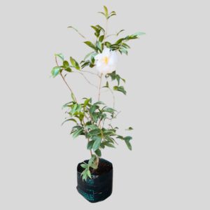 Camellia japonica 10lt