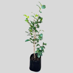 Camellia japonica MIXED 10lt