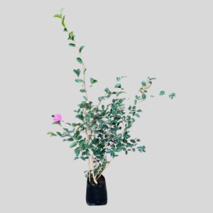 Camellia sasanqua 4lt