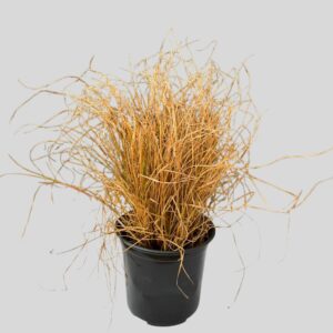 Carex Auburn 15cm