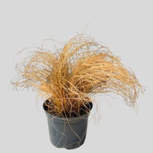 Carex Bronze Curls 15cm