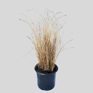 Carex Buchananii Red Rooster 17cm
