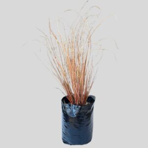 Carex Buchananii Red Rooster 4lt