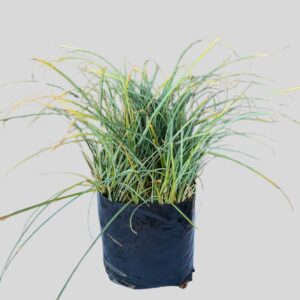 Carex China Blue 4lt