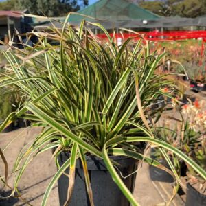Carex GOLD BAND 20cm