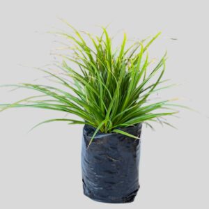 Carex morroeii GREEN 4lt