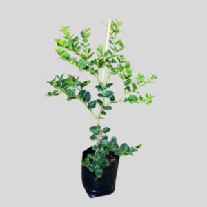 Carissa macrocarpa 10lt