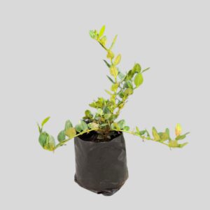 Carissa macrocarpa 2.5lt