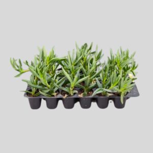 Carpobrotus edulis 24pack