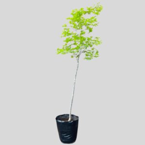 Celtis africana 100lt