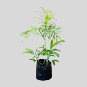 Chamaedorea elegans (LOVE PALM) 10lt