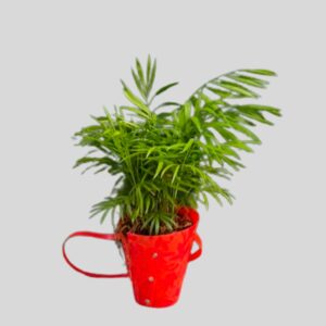 Chamaedorea Elegans (Love Palm) 12cm