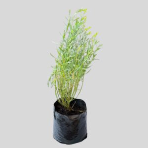 Chironia linoides 3lt