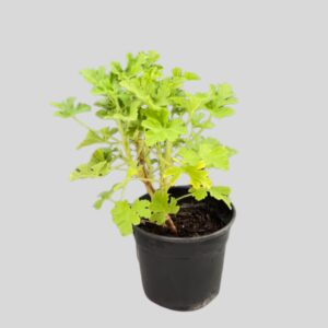 Citronella 14cm