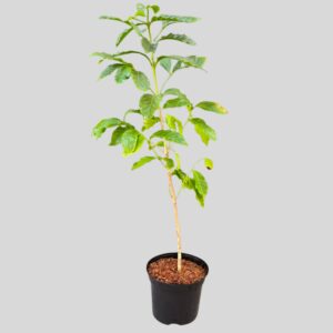 Coffea arabica 25cm