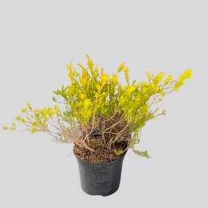 Coleonema SUNSET GOLD 15cm