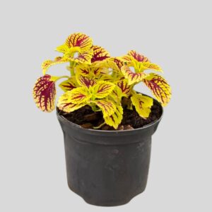 Coleus HYBRID 15cm