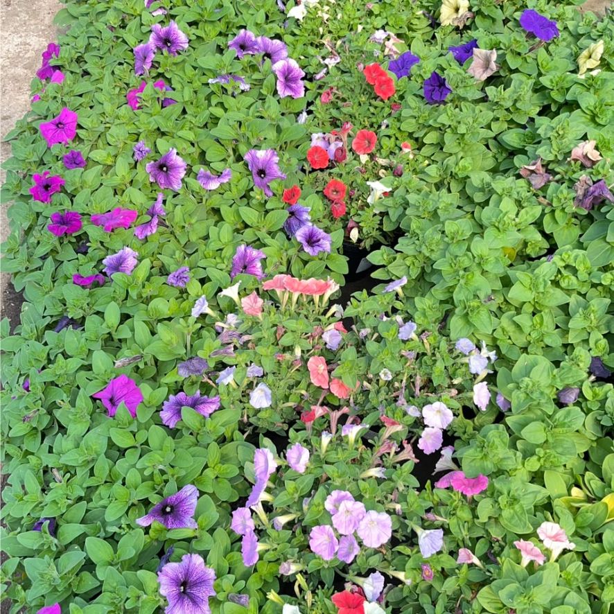 COLOUR POT ASSTD 15cm