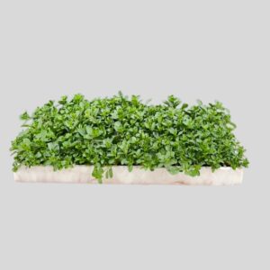 Convolvulus sabatius 128pack