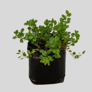 Convolvulus sabatius 4lt