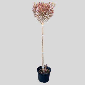 Coprosma PACIFIC DAWN STD 17cm