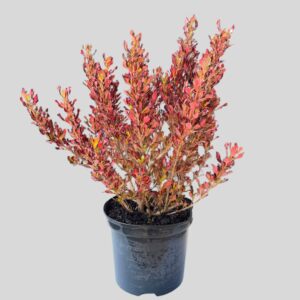 Coprosma PACIFIC SUNSET 20cm