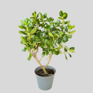 Coprosma repens 17cm