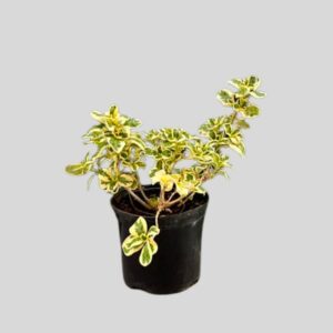 Coprosma repens MARBLE CHIPS 2.5lt