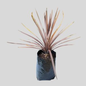 Cordyline australis RED SENSATION 10lt