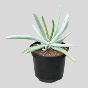 Cotyledon orbiculata var FINGER 17cm
