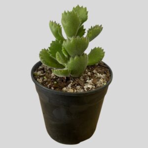 Cotyledon tometosa 12cm