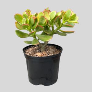 Crassula arbor JADE 15cm