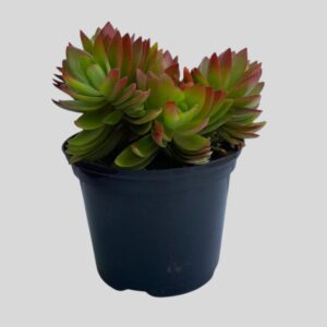 Crassula campfire 15cm