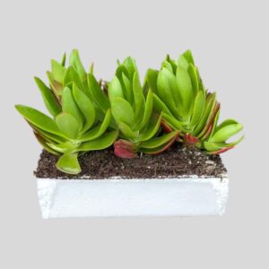 Crassula campfire 6pack