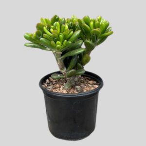 Crassula ovata 12cm