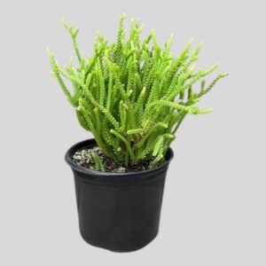 Crassula rastafari 12cm