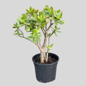 Crassula Sunset 17cm