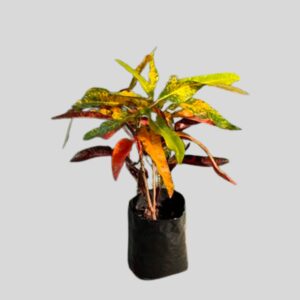 Croton Johanna Coppinger 5lt