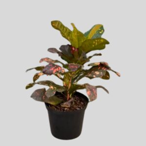 Croton MONA LISA 25cm