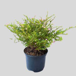 Cuphea hyssopifolia LEMON & ICE /  SQUASH 17cm