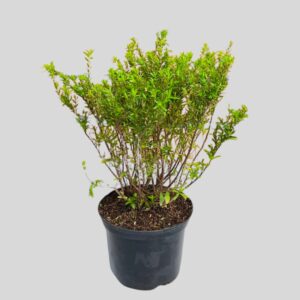Cuphea hyssopifolia LILA-VIOLET 15cm
