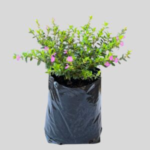 Cuphea hyssopifolia PINK 15cm