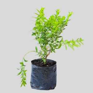 Cuphea hyssopifolia WHITE 15cm