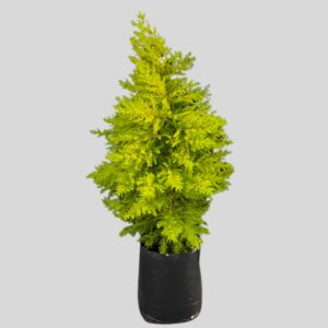 Cupressus Macrocarpa Donald Gold 20lt