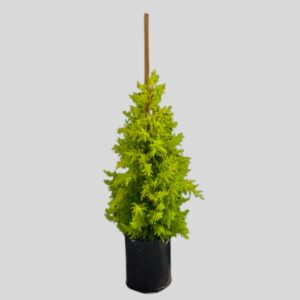 Cupressus Macrocarpa Goldcrest 20lt