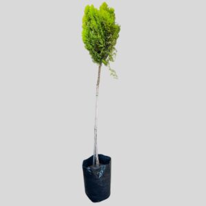 Cupressus macrocarpa GOLDCREST STD 20lt