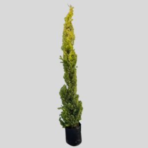 Cupressus Sempervirens Swanes Gold 20lt