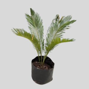 Cycas revoluta 15lt