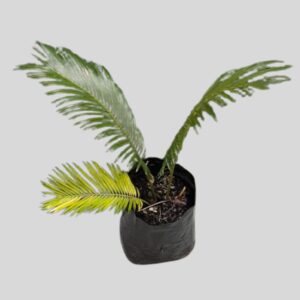 Cycas revoluta 4lt